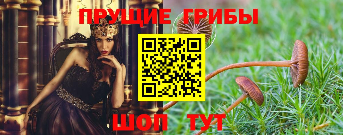 Карачаевск  Псилоцибиновые грибы мицелий  где найти   Вход с VPN 